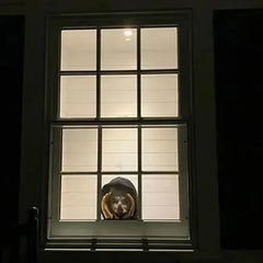 Halloween Latexmaske – Dekoration für Innen