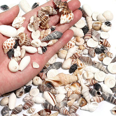 Ocean Spiral Seashells – Stilvolles Set für Wohnaccessoires