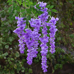 Künstliche Wisteria – Seiden-Design – 96cm Innenbereich