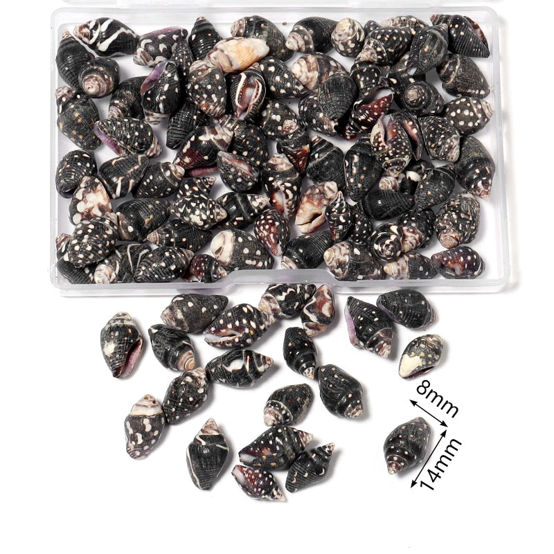 Ocean Spiral Seashells – Stilvolles Set für Wohnaccessoires