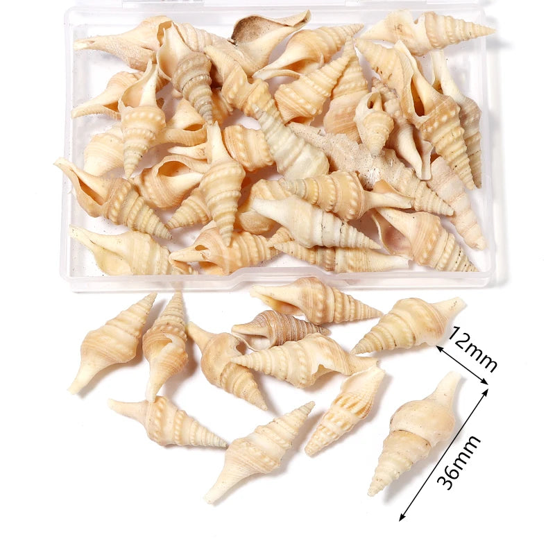 Ocean Spiral Seashells – Stilvolles Set für Wohnaccessoires