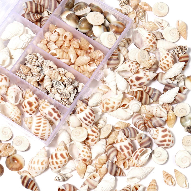 Ocean Spiral Seashells – Stilvolles Set für Wohnaccessoires