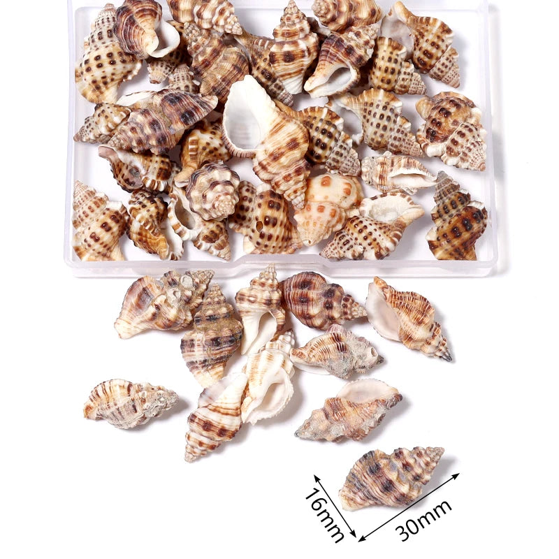 Ocean Spiral Seashells – Stilvolles Set für Wohnaccessoires