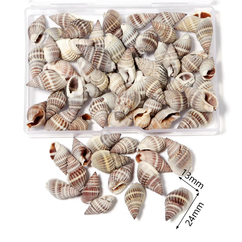 Ocean Spiral Seashells – Stilvolles Set für Wohnaccessoires