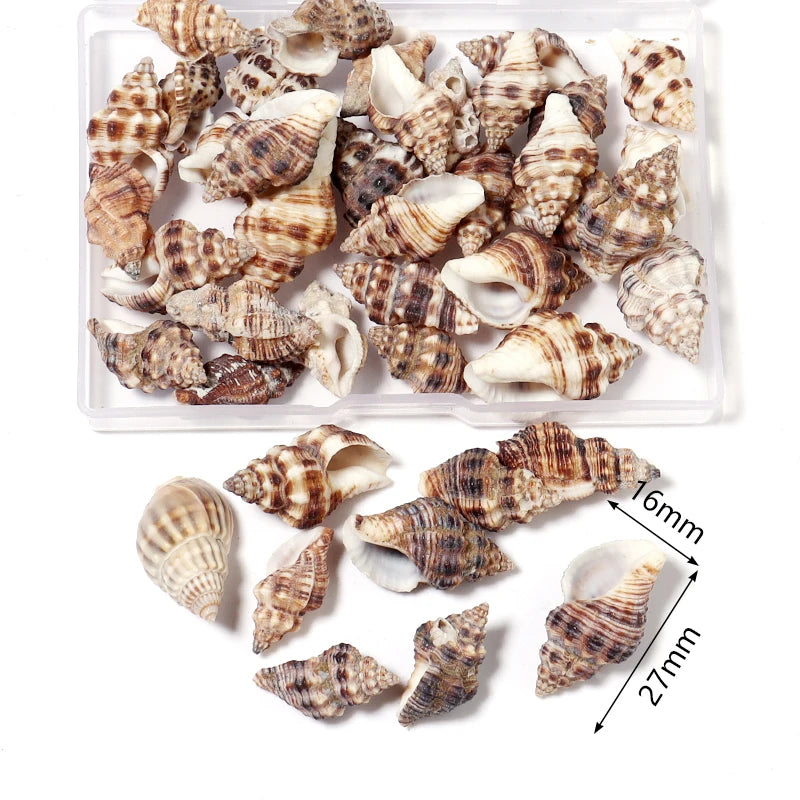 Ocean Spiral Seashells – Stilvolles Set für Wohnaccessoires