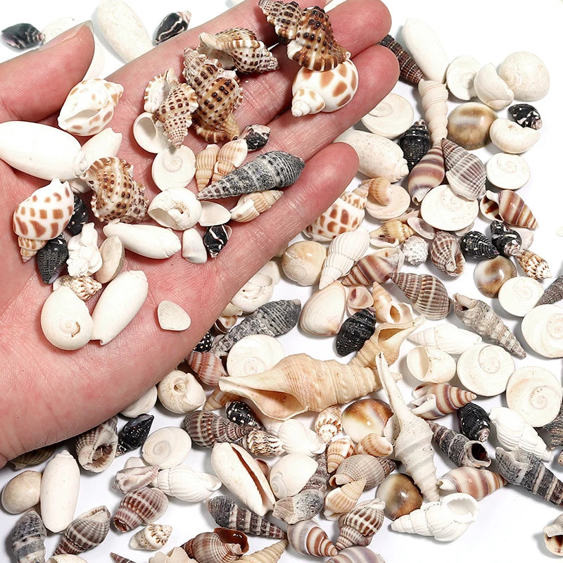 Ocean Spiral Seashells – Stilvolles Set für Wohnaccessoires