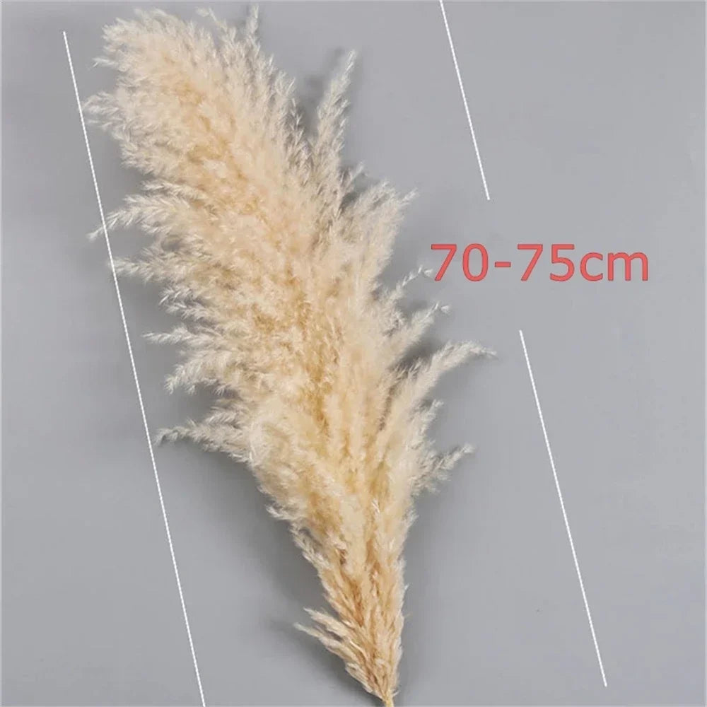 Pampasgras - Boho Natur - 80-120cm Vasendekor