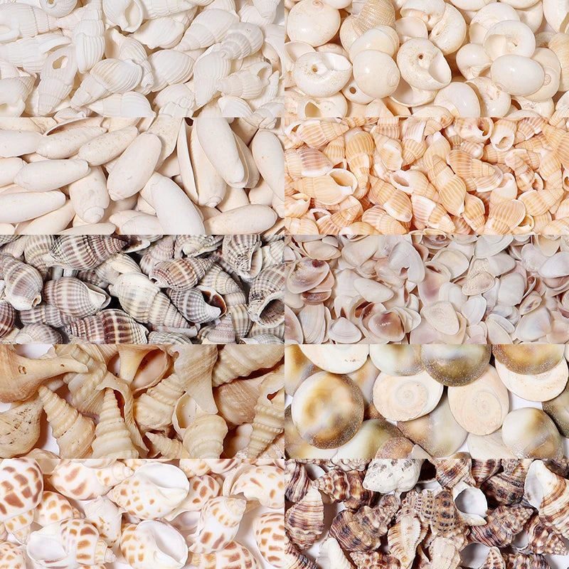 Ocean Spiral Seashells – Stilvolles Set für Wohnaccessoires