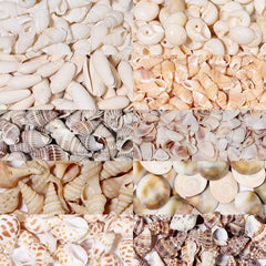 Ocean Spiral Seashells – Stilvolles Set für Wohnaccessoires